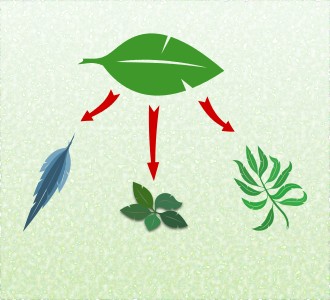 Der Papageienschwanz, das Fiederblatt und das kleine Krautbüschel haben alle denselben Ursprung: das grüne Blatt oben